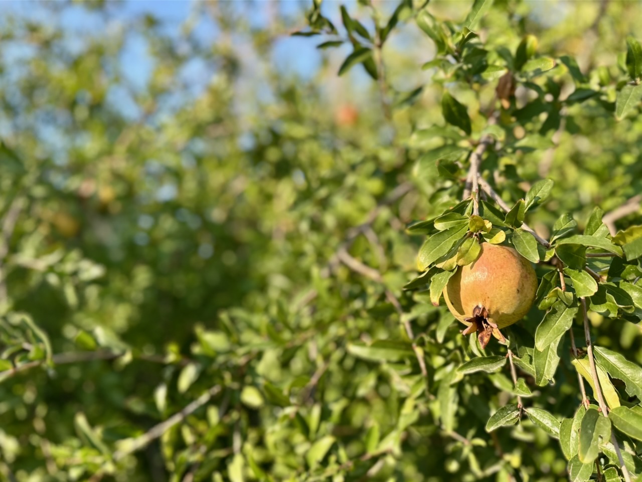 El Valle Termal 1 foto 23