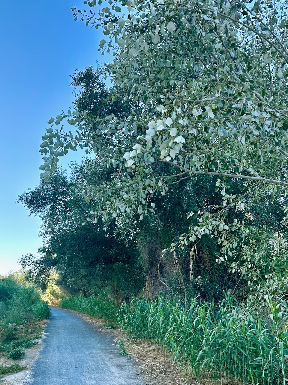 El Valle Termal 2 foto 27